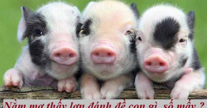 Giải mã giấc mơ thấy lợn? Mơ thấy lợn đánh con gì phát tài?