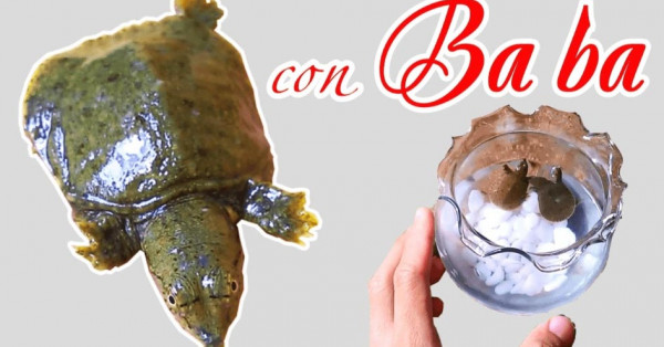 Nằm mơ thấy ba ba là điềm tốt hay xấu? Đánh số mấy chắc ăn?