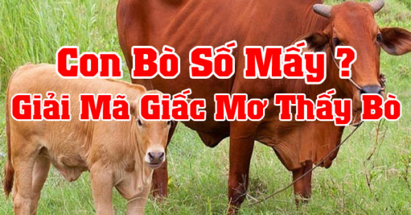 Mơ thấy bò đánh con gì. Nằm mơ thấy bò là điềm gì?