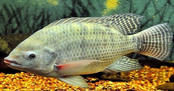 Mơ thấy cá rô đánh con gì? Giải mã giấc mơ thấy cá rô