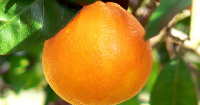 Giải mã giấc mơ thấy quả cam đánh con để phát tài phát lộc?