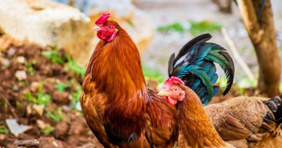 Mơ thấy gà rừng đánh con gì? Giải mã giấc mơ thấy gà rừng?
