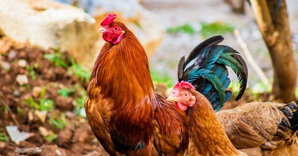 Mơ thấy gà rừng đánh con gì? Giải mã giấc mơ thấy gà rừng?