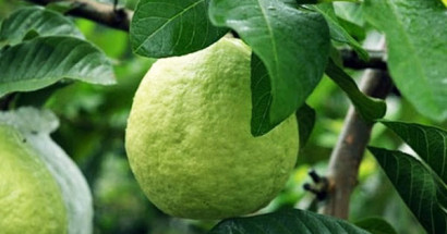Mơ thấy quả ổi đánh con gì trúng lớn? Giải mã giấc mơ thấy ổi?