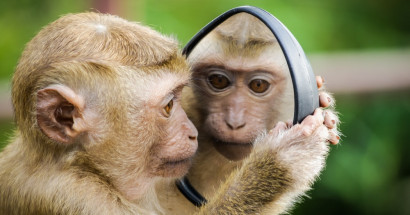 Giải ma giấc mơ thấy khỉ đánh con gì? Điềm lành hay dữ?