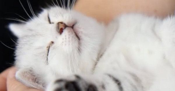 Nằm mơ thấy mèo đánh con gì? Điềm báo giấc mơ này là gì?