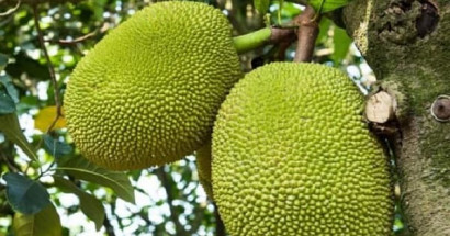 Mộng thấy quả mít mang điềm tốt hay xấu? Đánh con gì dễ trúng?