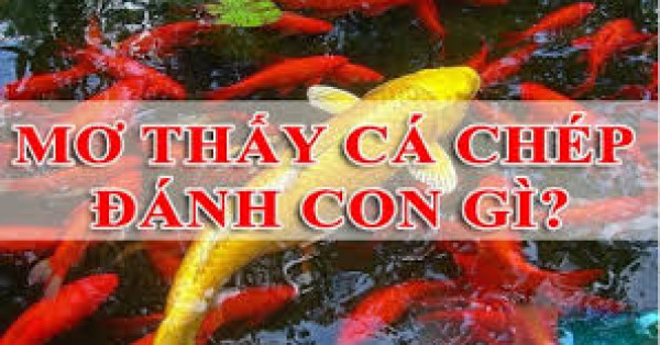 Giải mã giấc mơ cá chép? Mơ thấy cá chép đánh con gì để vào bờ?