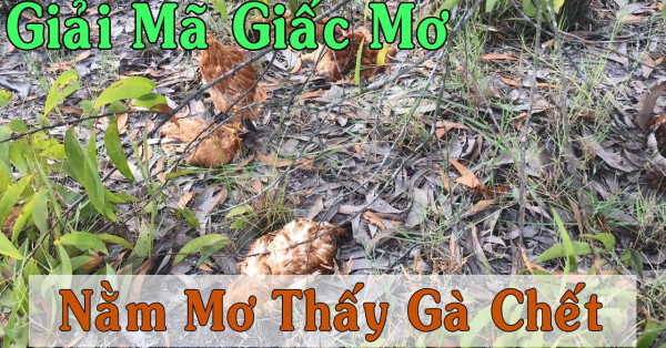Luận giải giấc mơ thấy gà chết - Mơ thấy gà chết đánh con gì ?
