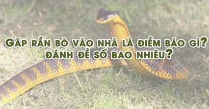 Giải mộng giấc mơ thấy rắn bò vào nhà? Đánh con gì trúng lớn?