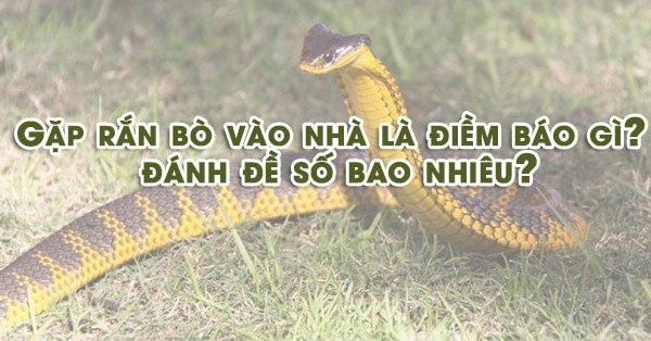 Giải mộng giấc mơ thấy rắn bò vào nhà? Đánh con gì trúng lớn?