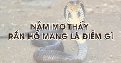 Giải mã giấc mơ thấy rắn hổ mang? Điềm lành hay dữ?