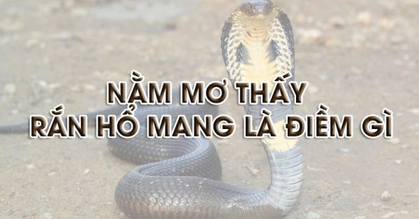 Giải mã giấc mơ thấy rắn hổ mang? Điềm lành hay dữ?