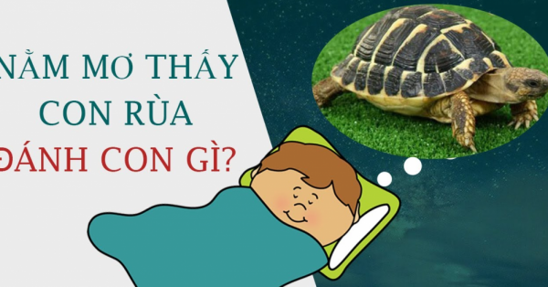 Mơ thấy rùa đánh con gì tiền đầy túi? Giải mã giấc mơ thấy rùa