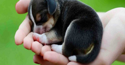Mơ thấy chó con đánh con gì chuẩn xác? Hóa giải điềm báo mơ thấy chó con