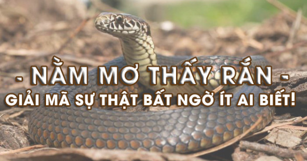 Mơ thấy rắn: Giải mã giấc mơ thấy rắn to - Mơ thấy rắn to đánh con gì may mắn?