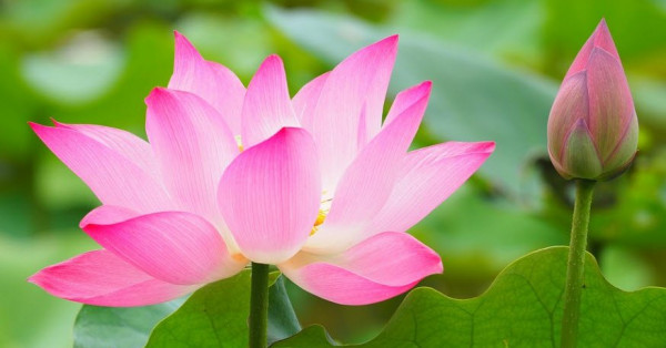 Luận giải giấc mơ thấy hoa sen. Đánh con gì cập bến thành công?