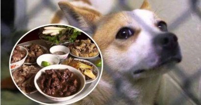 Mơ ăn thịt chó đánh con gì? Điềm báo giấc mơ ăn thịt chó