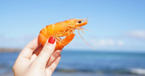 Mơ thấy tôm đánh con gì? Nằm mơ thấy tôm báo điềm gì?