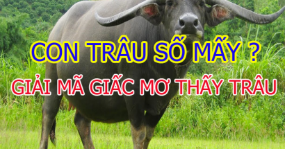 Mơ thấy trâu đánh con gì? Ý nghĩa giấc mơ thấy trâu