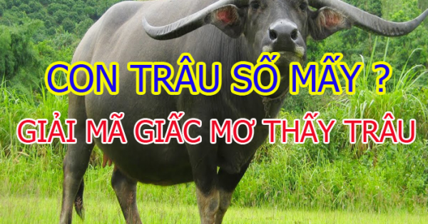 Mơ thấy trâu đánh con gì? Ý nghĩa giấc mơ thấy trâu